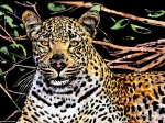 OBRAZ ZDRAPYWANKA WYDRAPYWANKA KOPERTOWA GEPARD 1006252